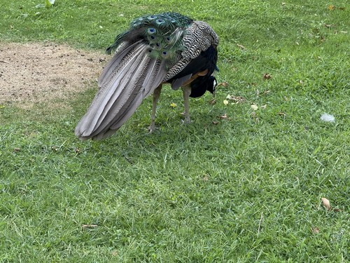 Harper Lee, Baldomero Porta: To Kill A Mockingbird (Spanish language, 1961, Plaza & Janés)
